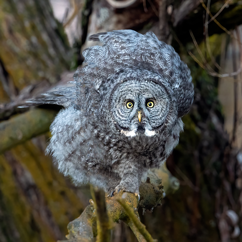 Great Gray Owl