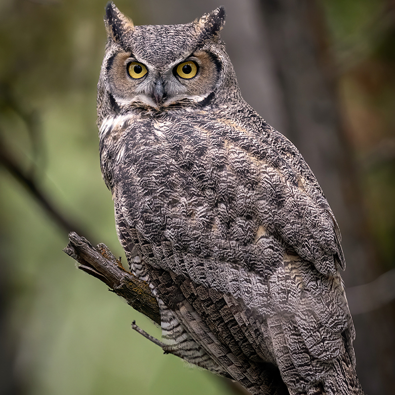 great horned owl