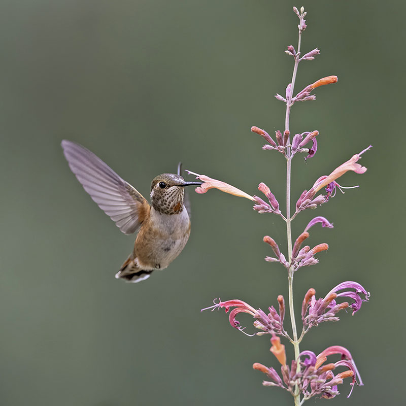 hummingbird
