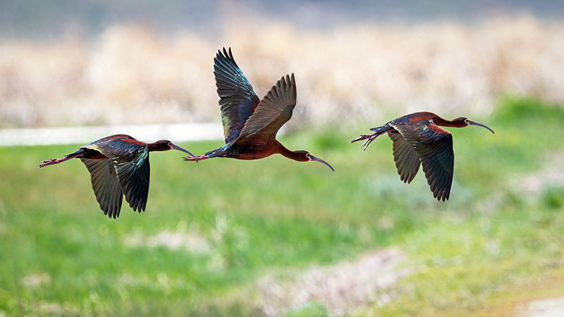 White-faced Ibis