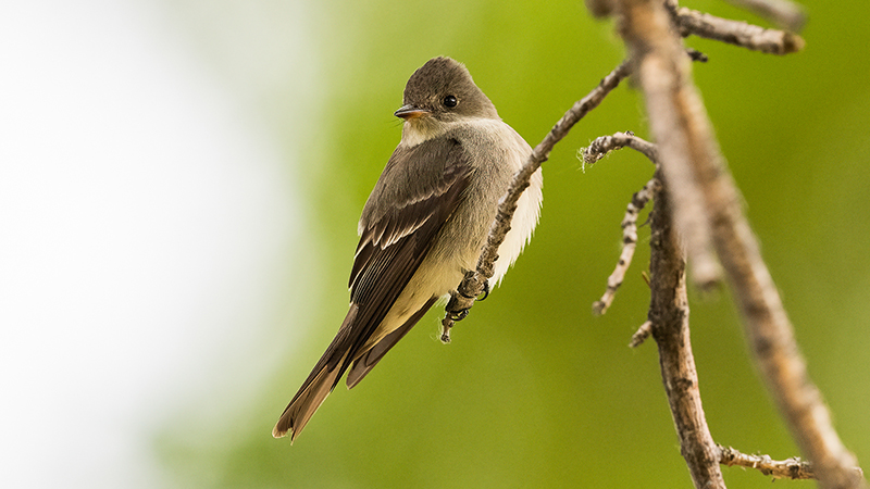 Western Wood Pewee
