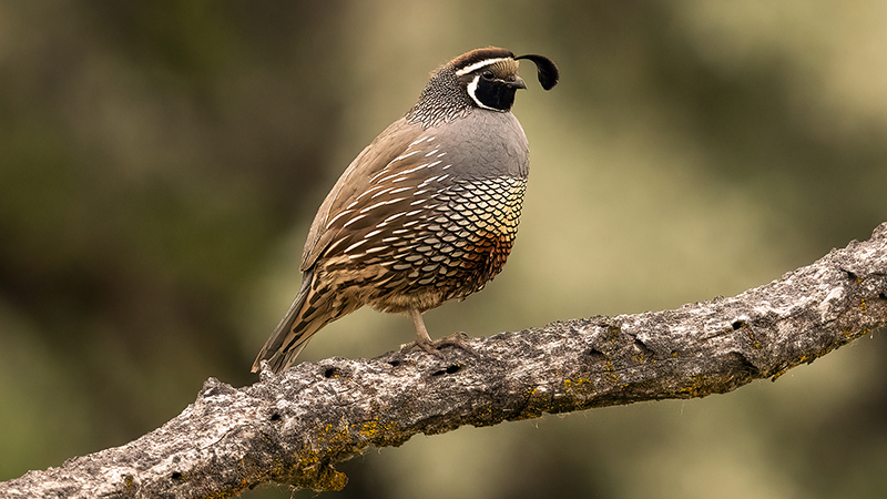 Quail