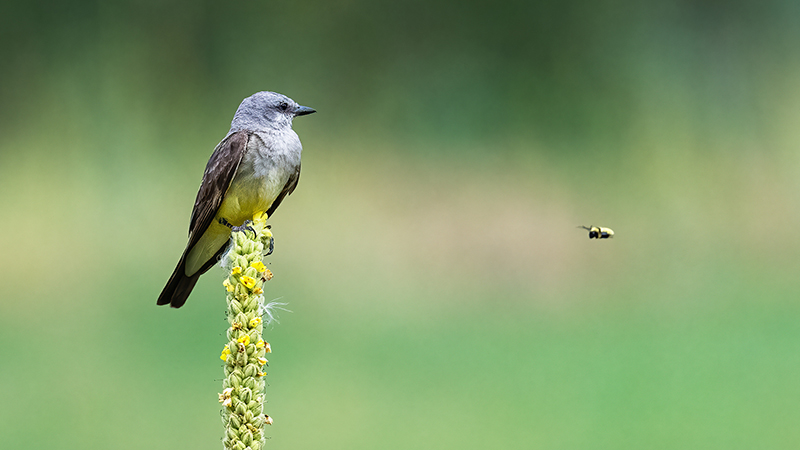 Western Kingbird